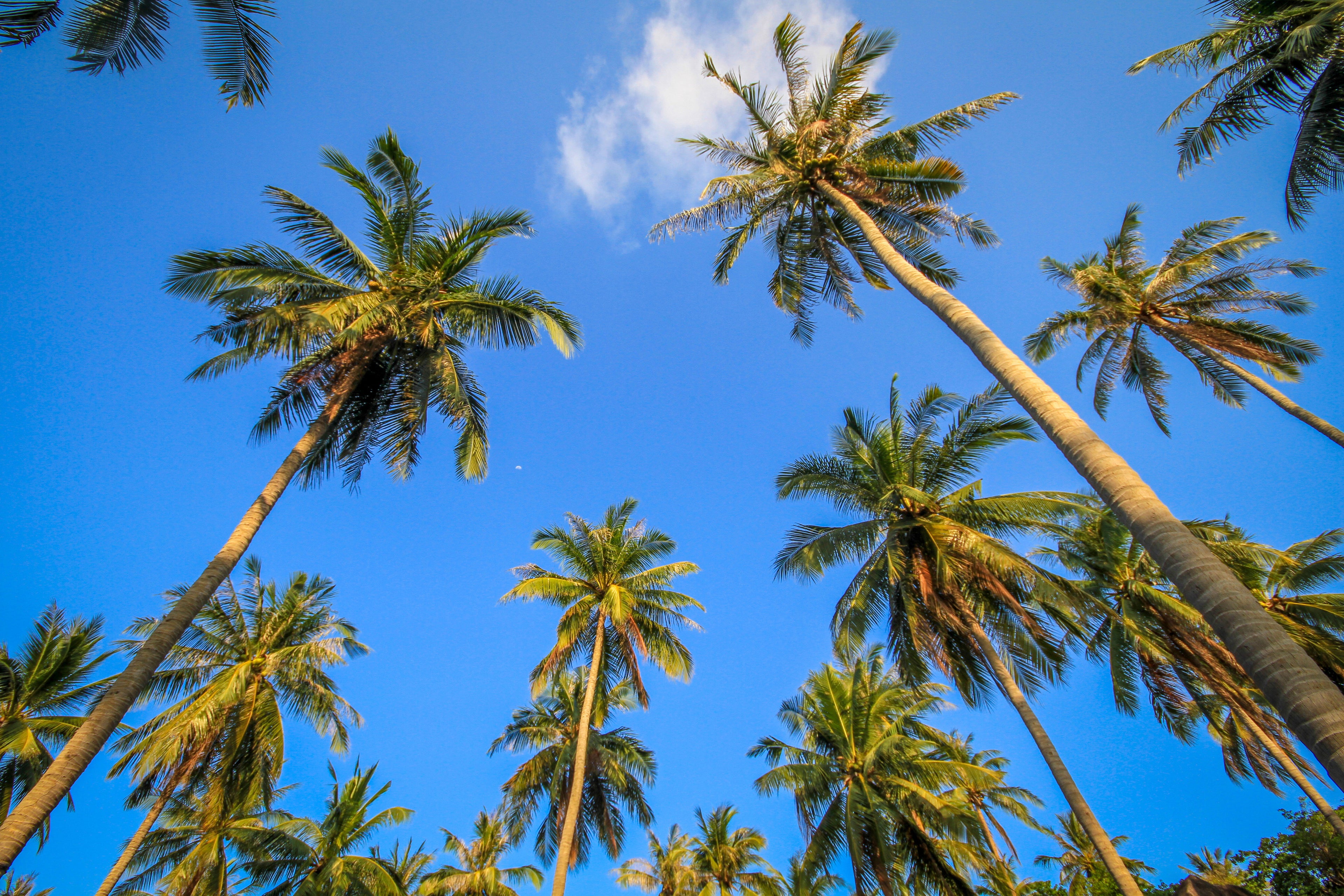 looking up a palm trees under a blue sky